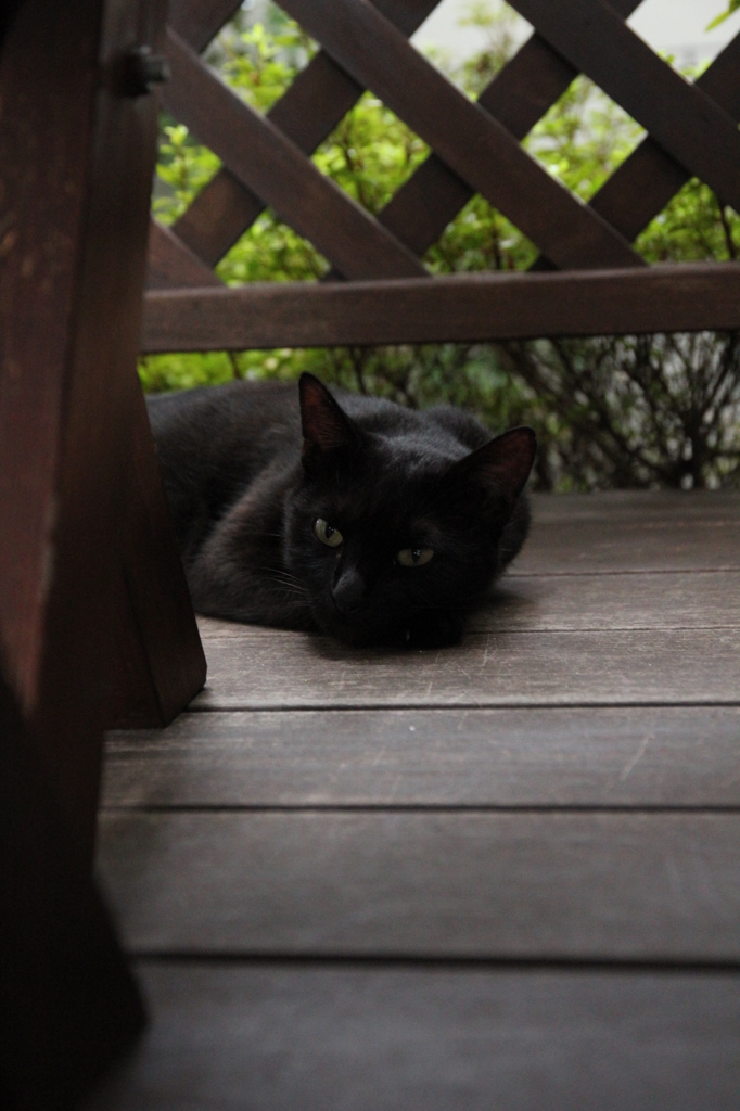ねえおかあさん。