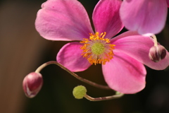 秋明菊