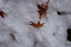雪ともみじ