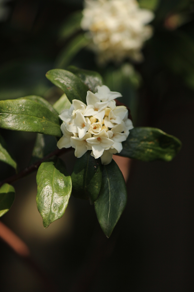 沈丁花