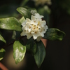 沈丁花