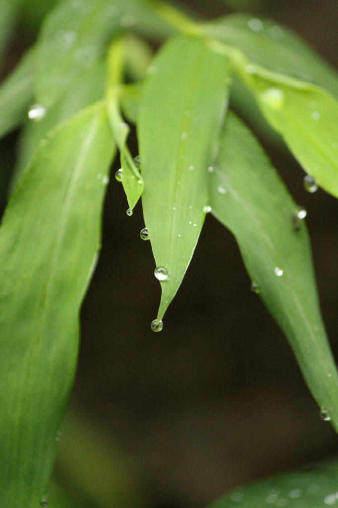 雨上がり