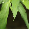 雨上がり
