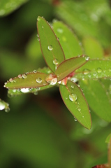 雨上がり