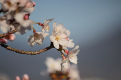 さくら