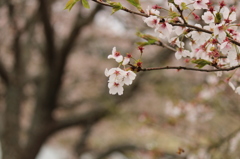 千本桜＠美波羅川