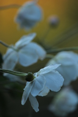 秋明菊