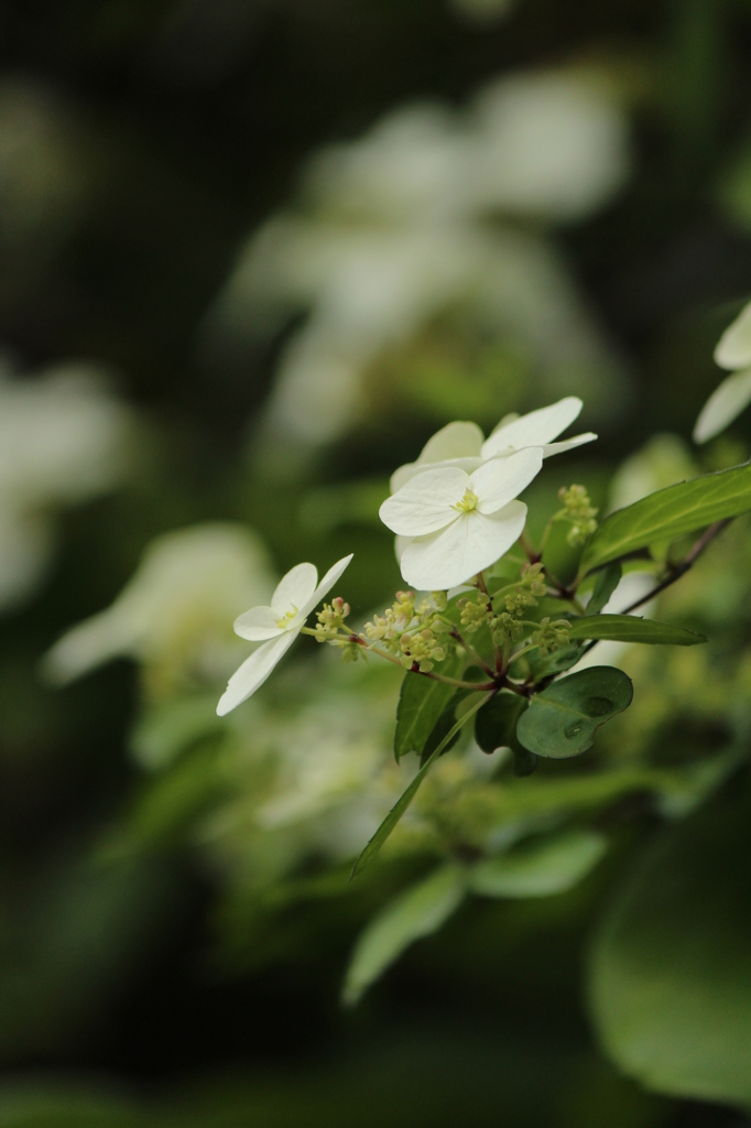 野の花
