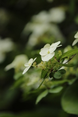 野の花
