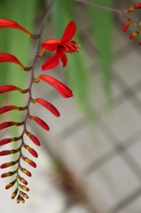 ヒオウギズイセン