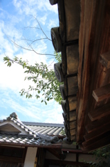 脳天地蔵
