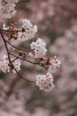 桜