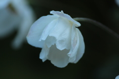 秋明菊
