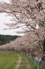 千本桜＠美波羅川