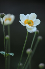 秋明菊