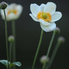 秋明菊
