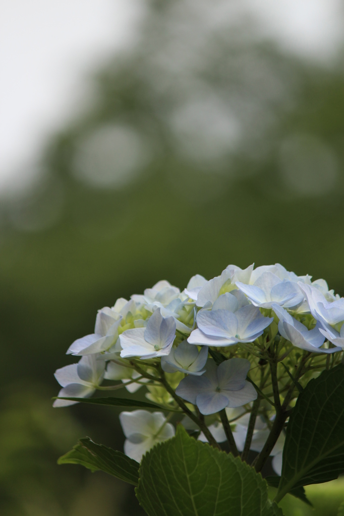 あじさい