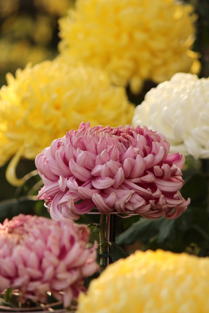 菊花展