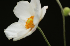 秋明菊