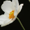 秋明菊
