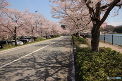並木