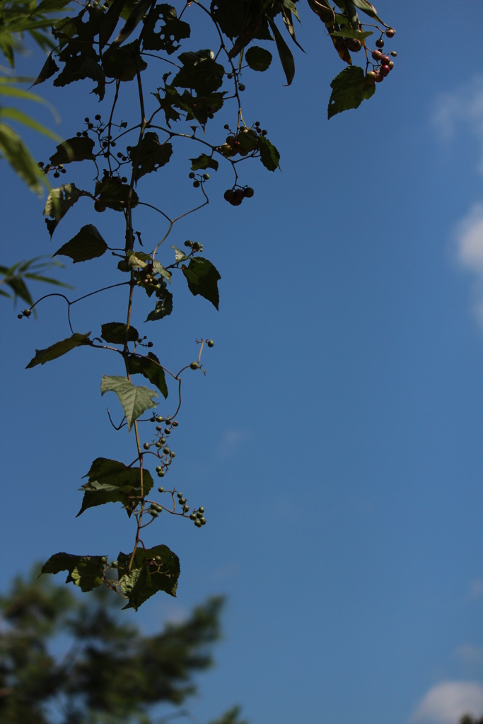 秋の空