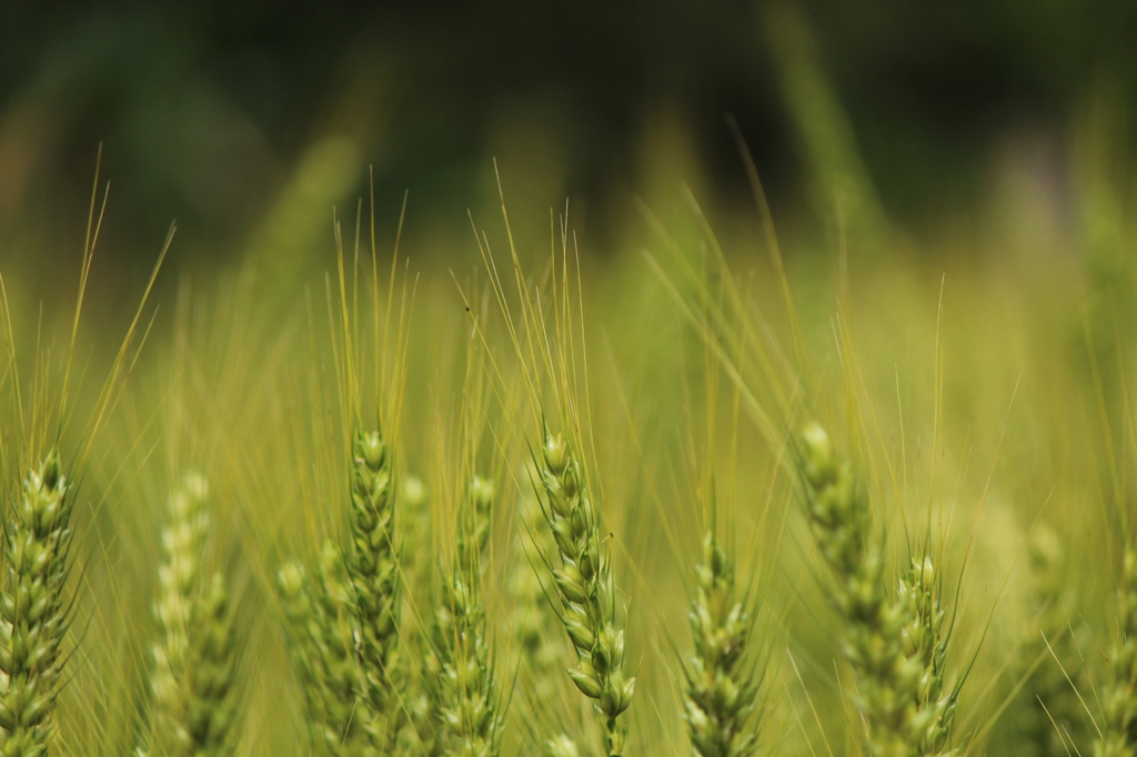 いろづいてきた