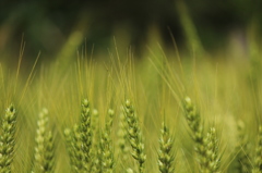 いろづいてきた