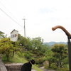 黒猫