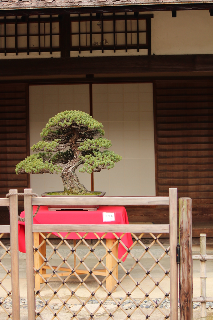盆栽＠縮景園