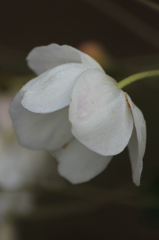 秋明菊