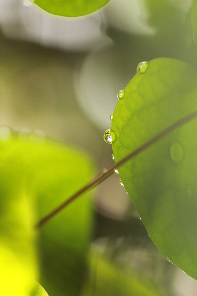 雨上がり