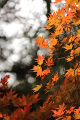 紅葉