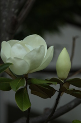 マグノリア マグノリア