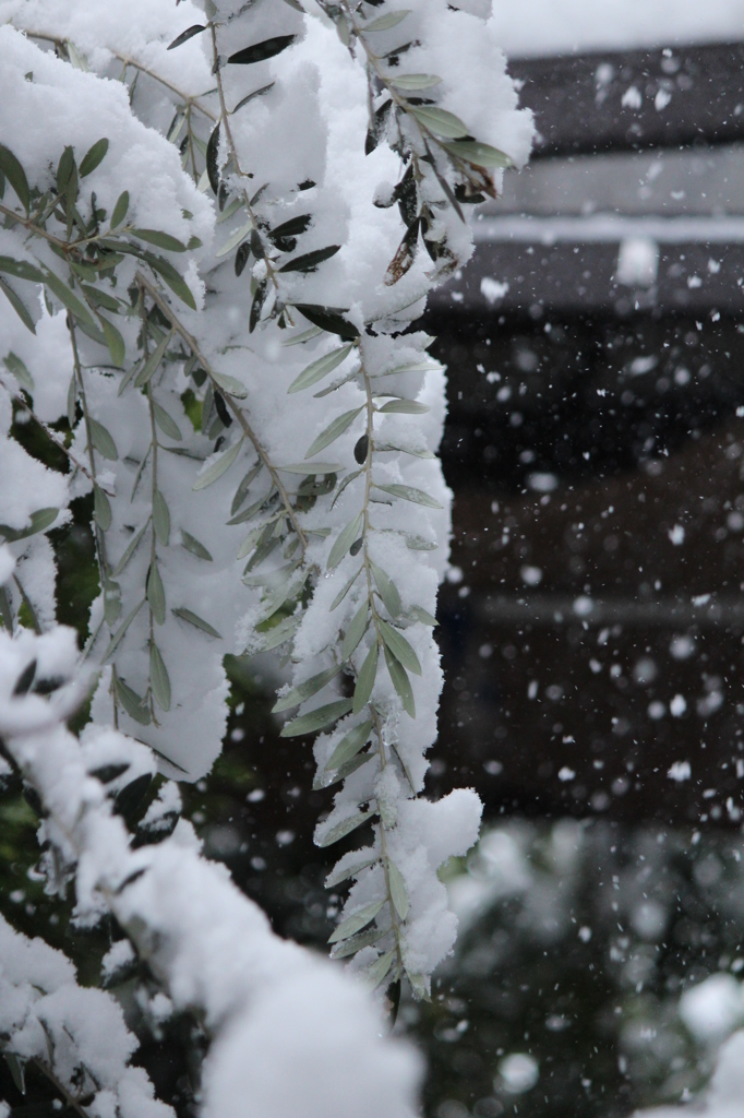 雪