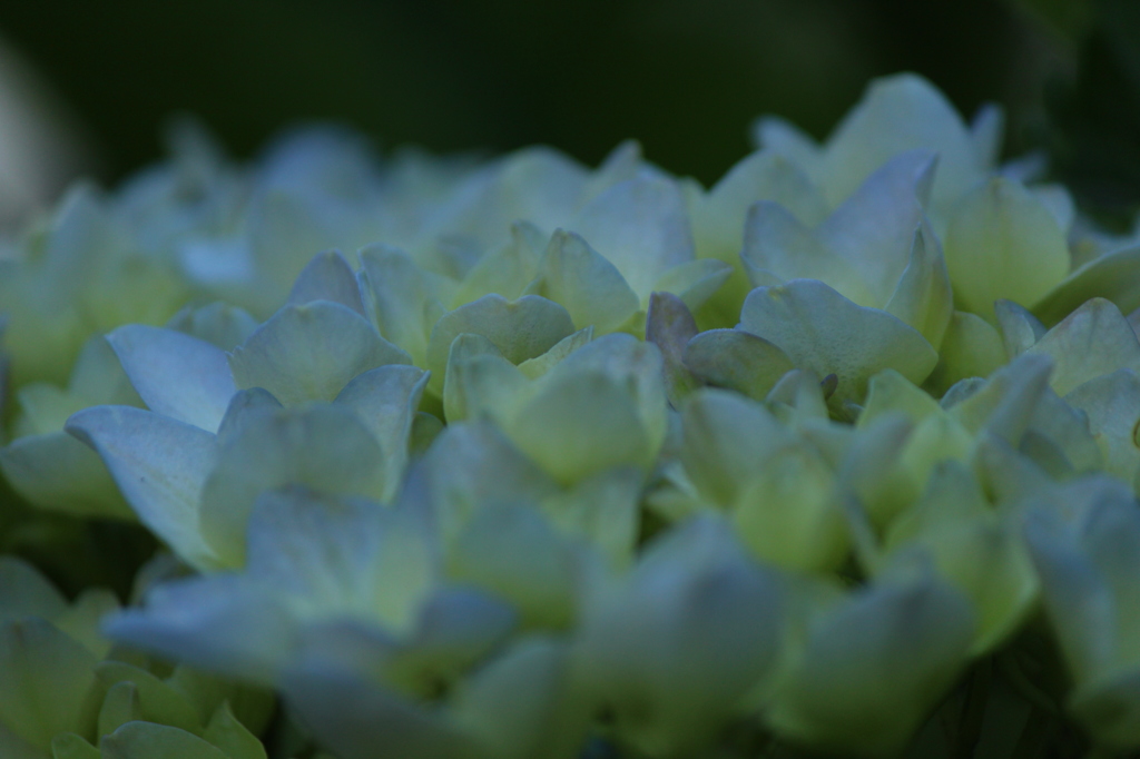 あじさい