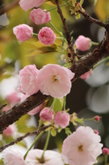 八重桜
