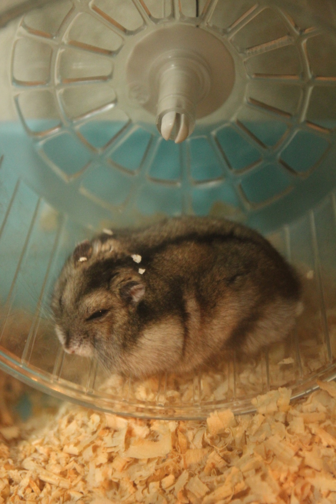 はむ