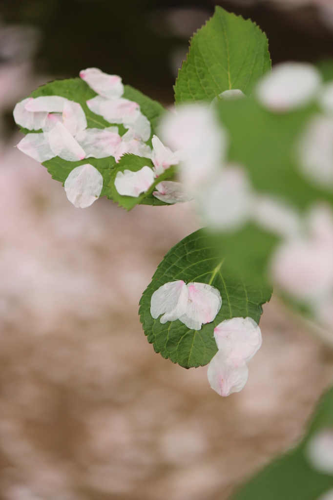 はなびら