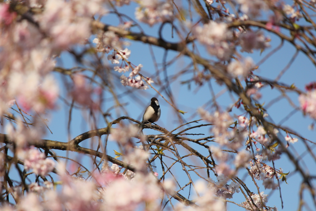 シジュウカラ