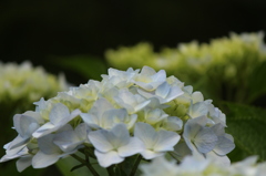 あじさい あじさい