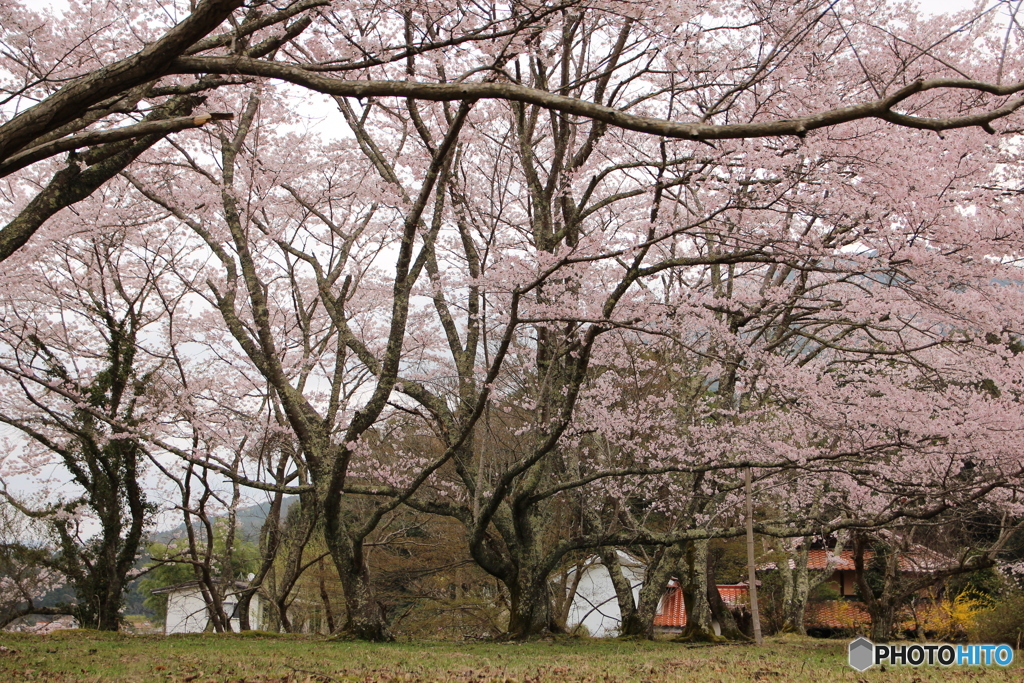 桜
