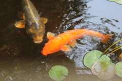 鯉