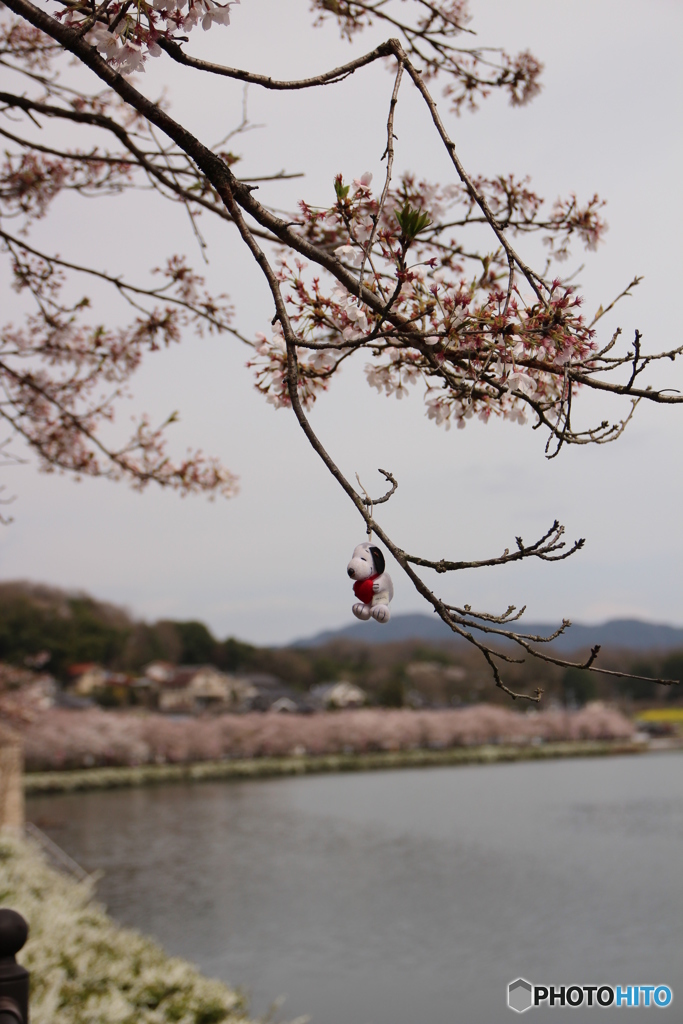 桜
