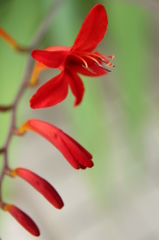 ヒオウギズイセン