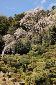 枝垂れ桜
