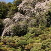 枝垂れ桜