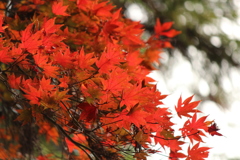 紅葉