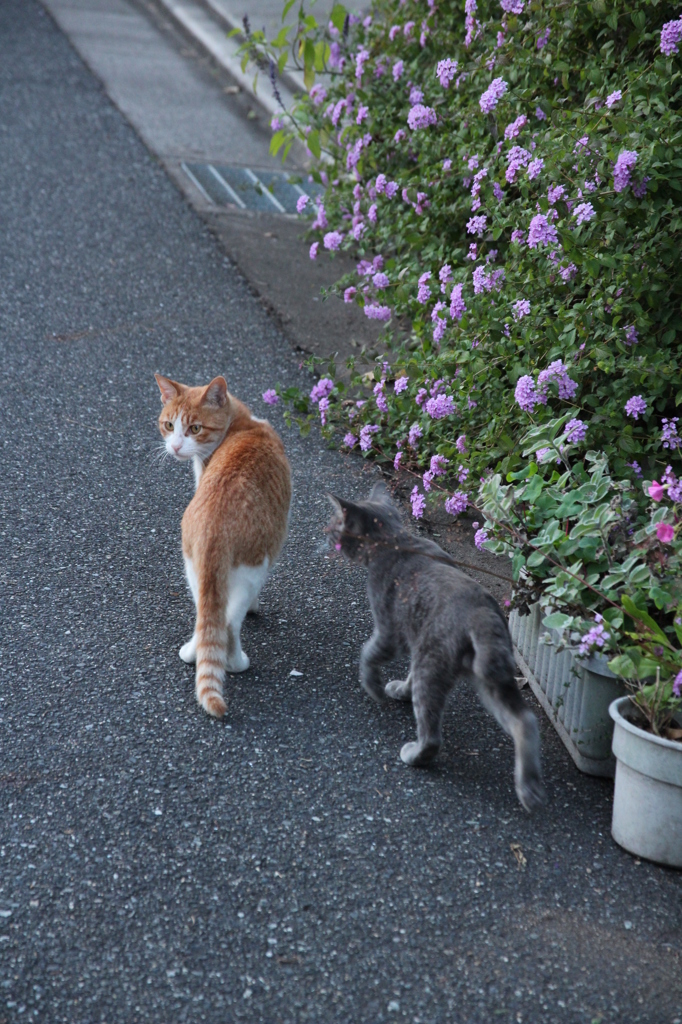 のらねこ