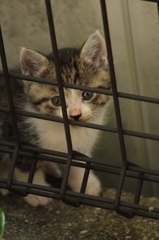 子猫